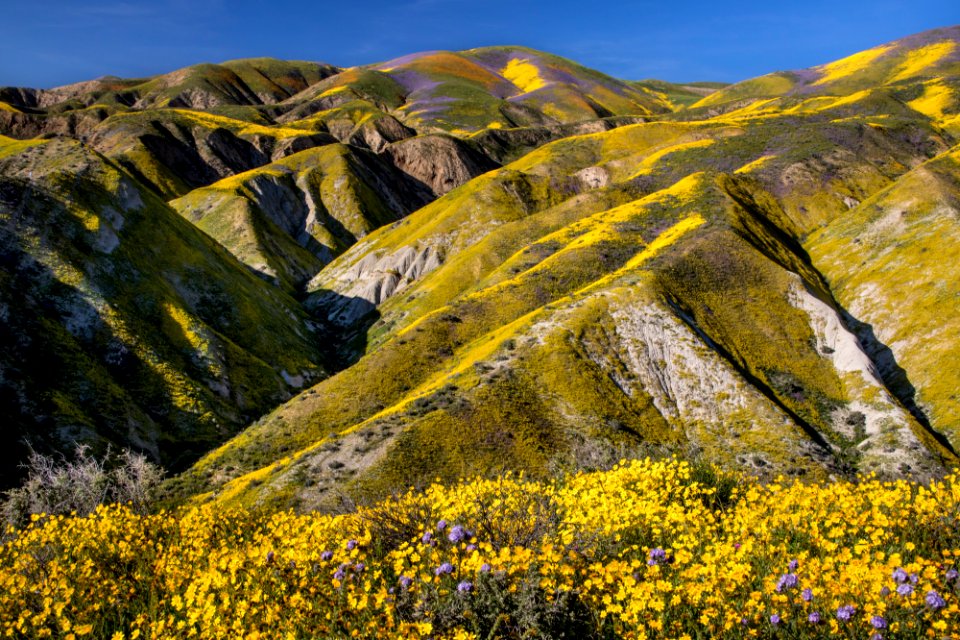 Super Bloom 2017 at Carrizo Plain National Monument