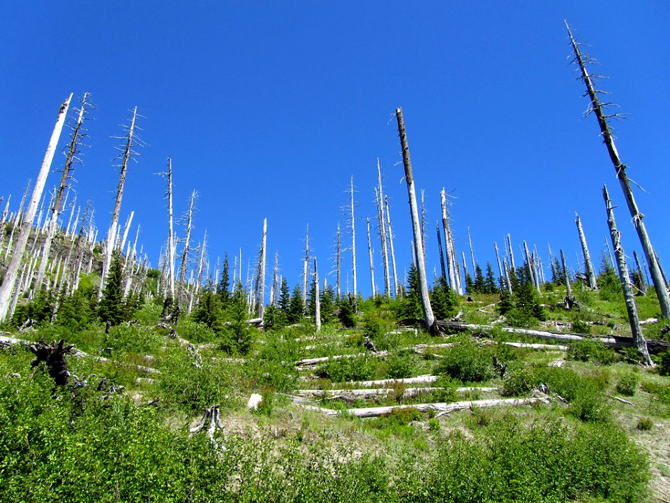 Windy Ridge by Mt. St. Helens in Washington