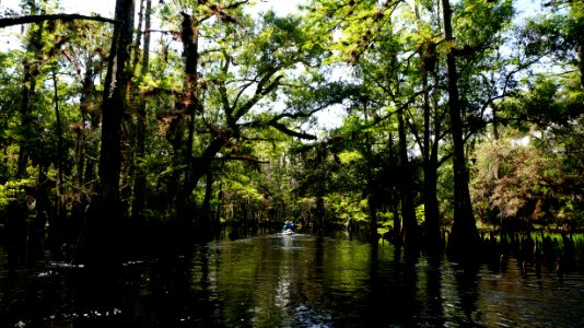 Floating in a cypress swamp photo