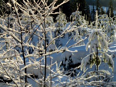 Snow Covered Trees by Mt. St. Helens in Washington