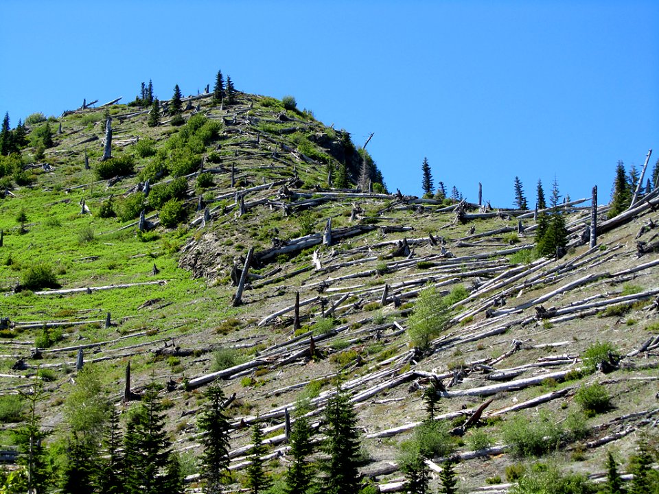 Windy Ridge by Mt. St. Helens in Washington