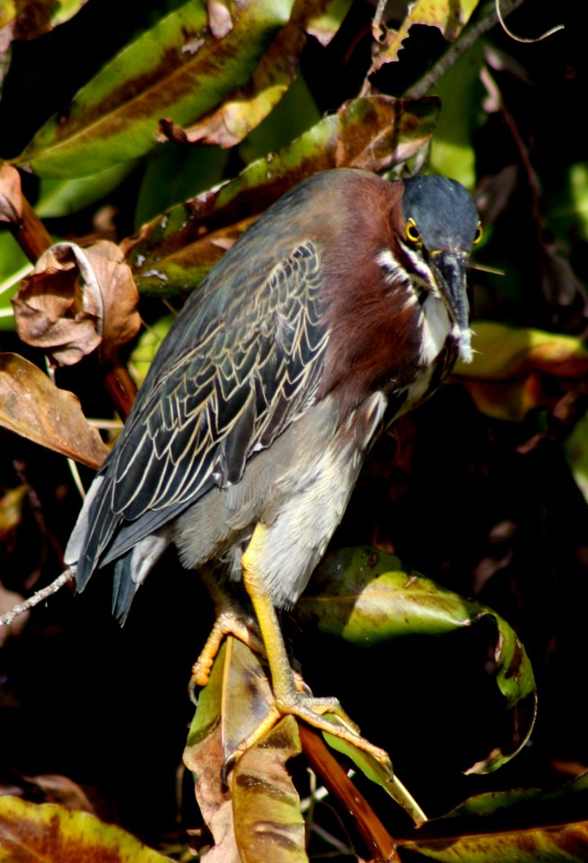 Green Heron