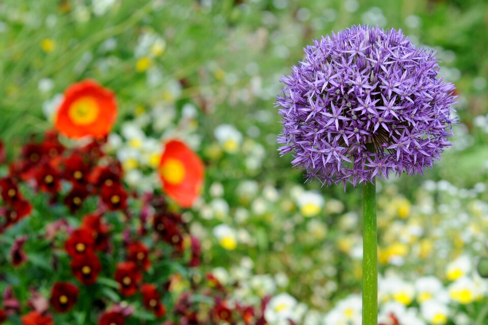 Flower bed colorful color