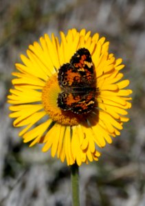 Checkerspot on Everglades Daisy