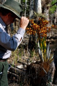 Pollinating Cowhorn Orchid