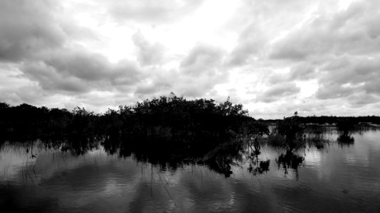 Mangroves photo