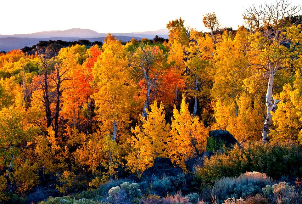 Wall Canyon Wilderness Study Area