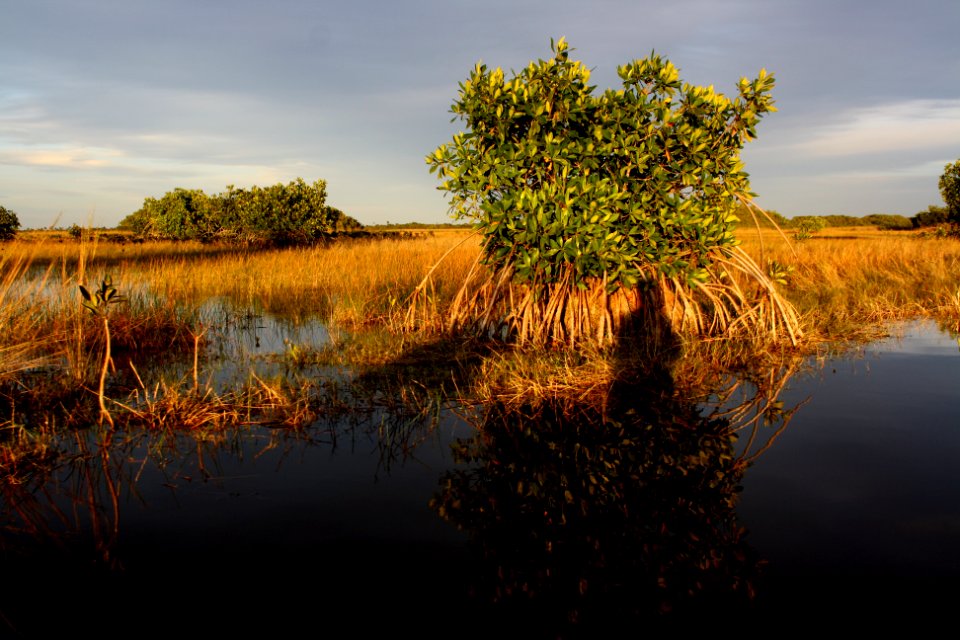 afternoon halfway creek marsh