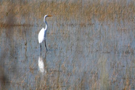 Great Egret