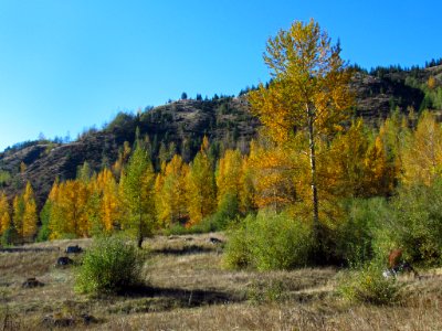 Coldwater Lake Trail at Mt. St. Helens