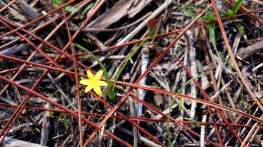 Fringed Yellow Star Grass
