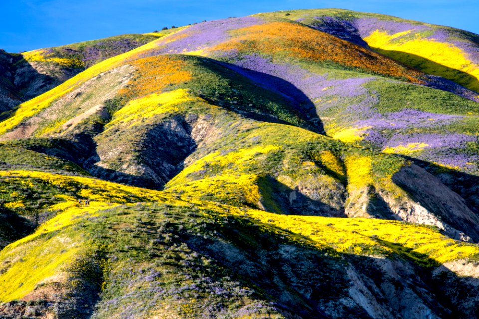 Super Bloom 2017 at Carrizo Plain National Monument