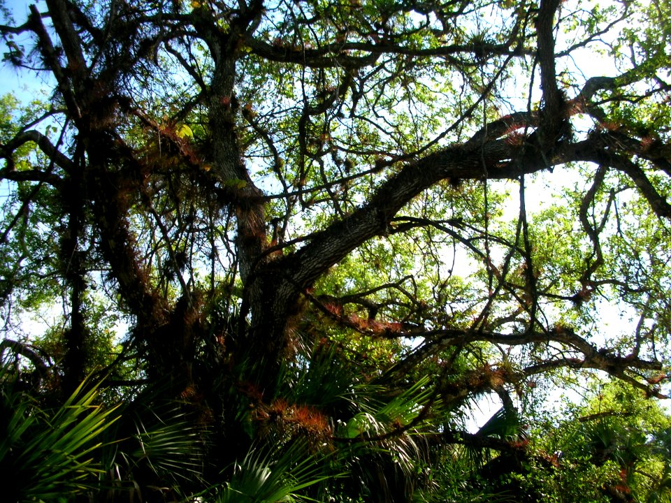 Live Oak