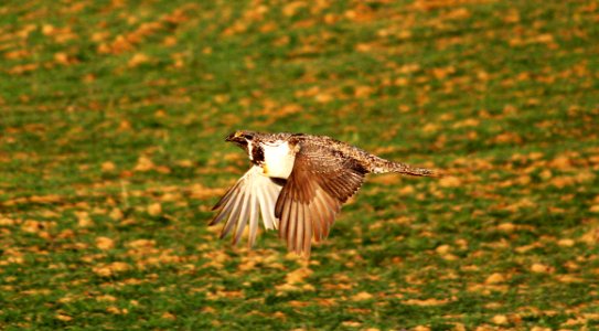 Colorado sage-grouse in flight