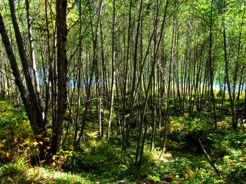 Coldwater Lake Trail at Mt. St. Helens