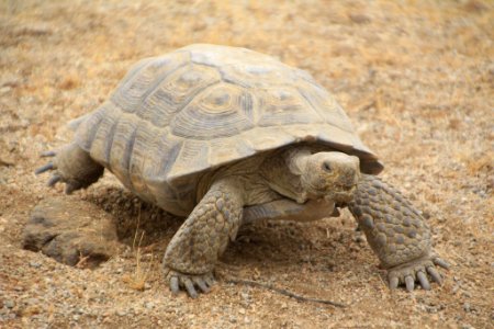 Desert Tortoise in the Mojave Desert photo