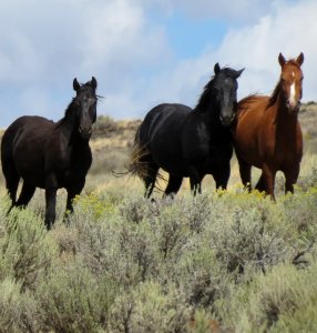 Wild horses in the Twin Peaks Herd Management area on public land in northeast California