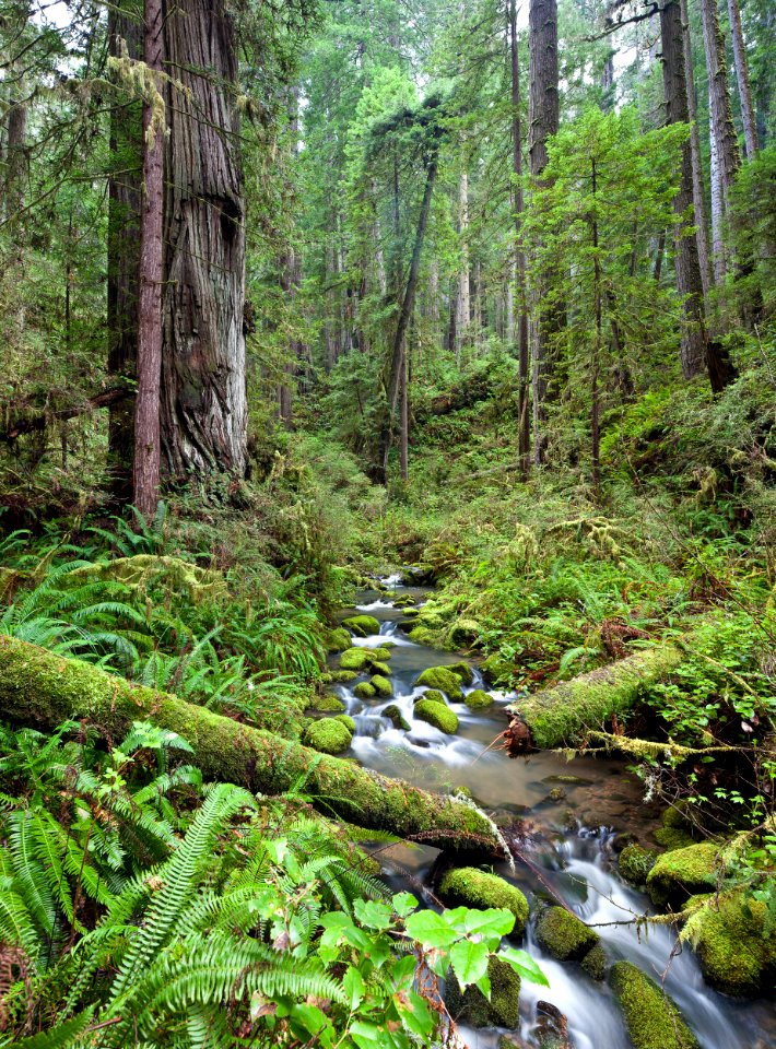 Headwaters Forest Reserve