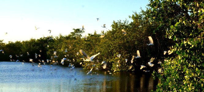 Flight of wading birds in EVER