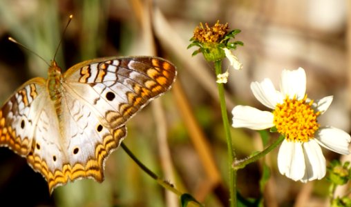 White Peacock and Spanish Needles
