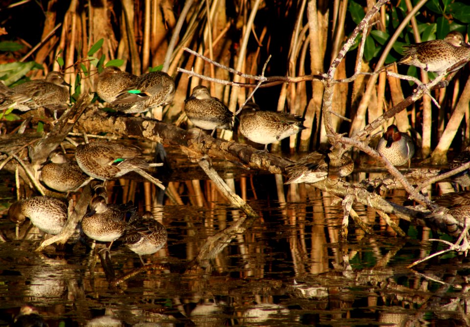 Green Winged Teals