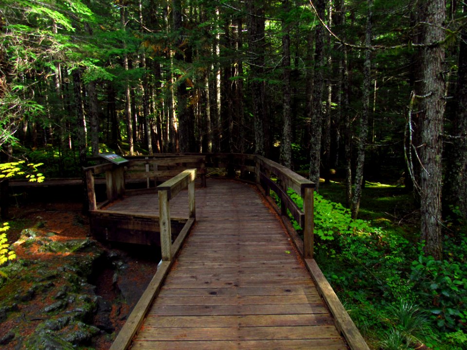 Trail of Two Forests at Mt. St. Helens