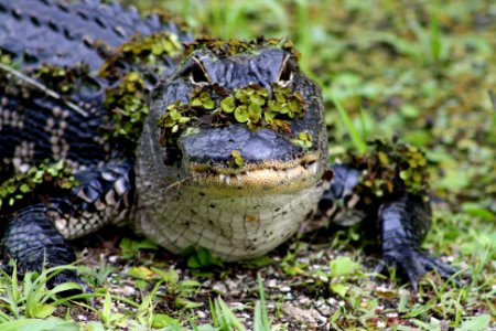 gator photo