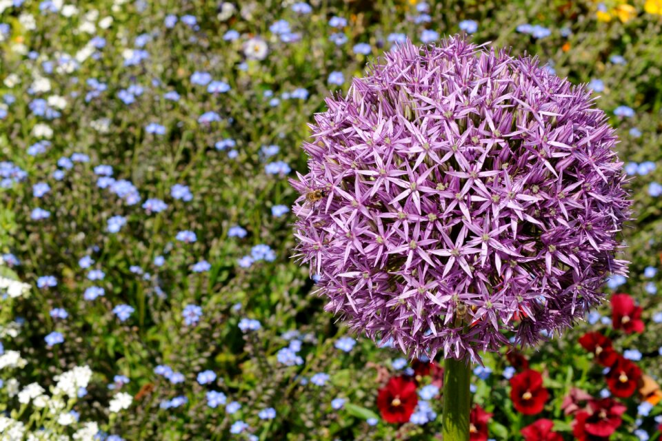 Flower bed colorful color
