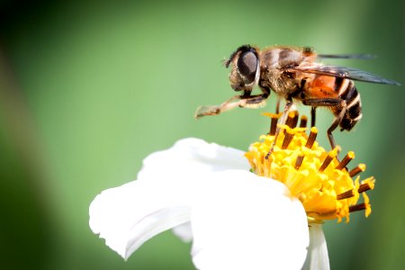Hoverfly