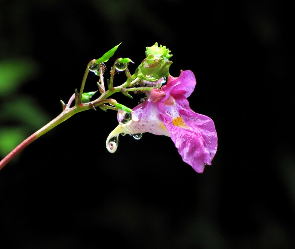 Nature trickle plants