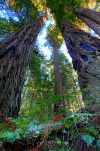Headwaters Forest Reserve