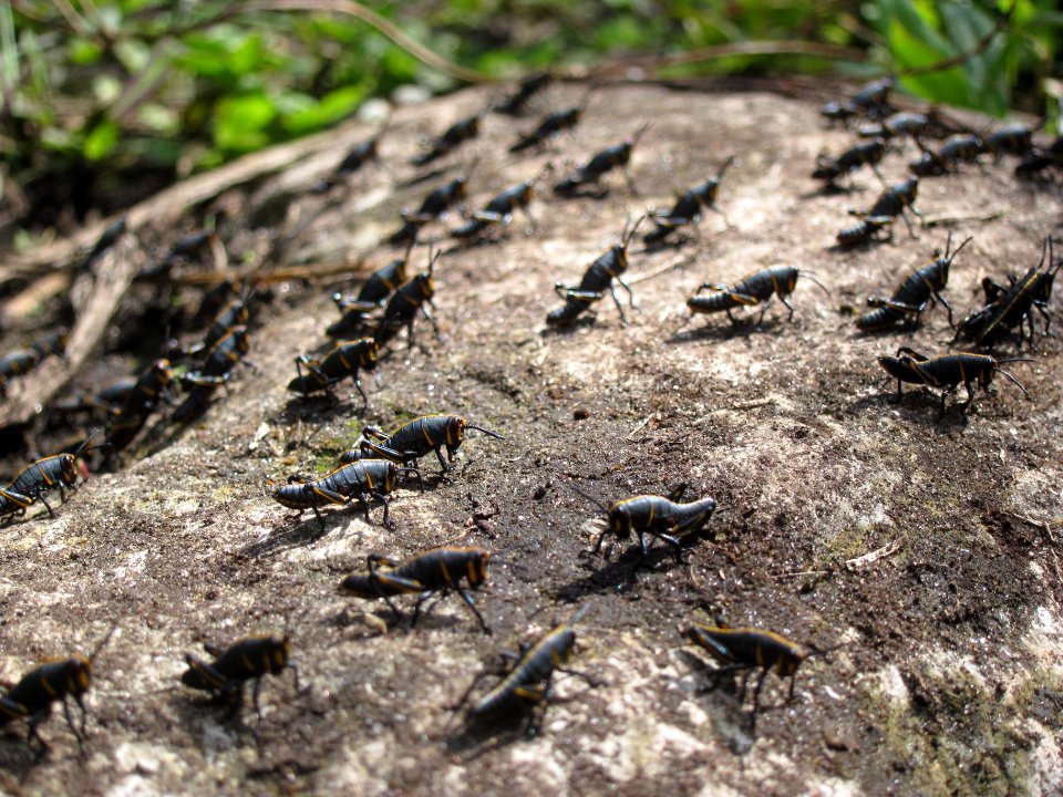 Lubber Grasshopper