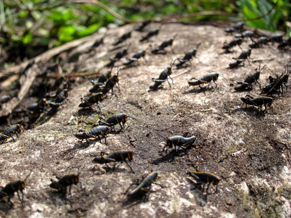 Lubber Grasshopper photo