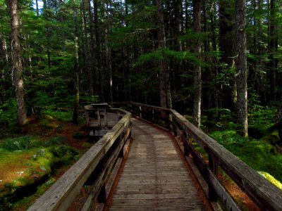Trail of Two Forests at Mt. St. Helens