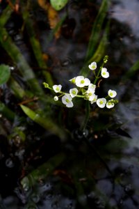 Sagattaria Graminea