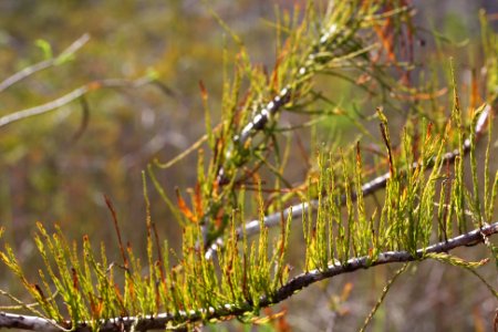 Cypress Needles