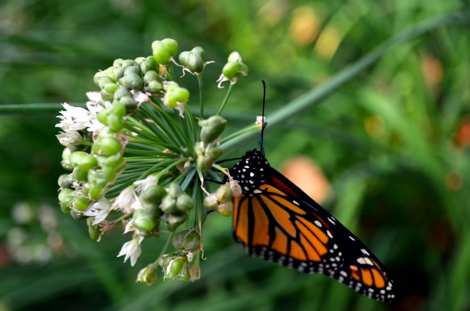 Monarch drying it wings after hatching
