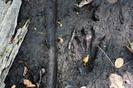 Alligator Track