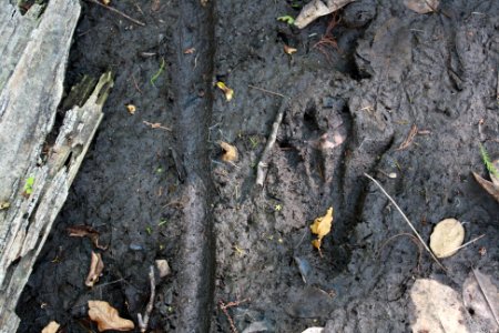 Alligator Track photo