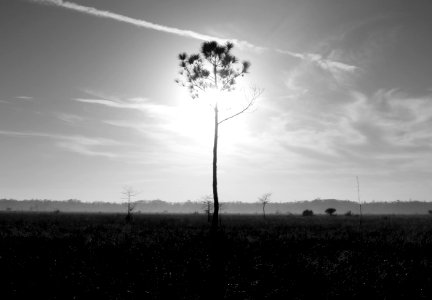 Slash Pine