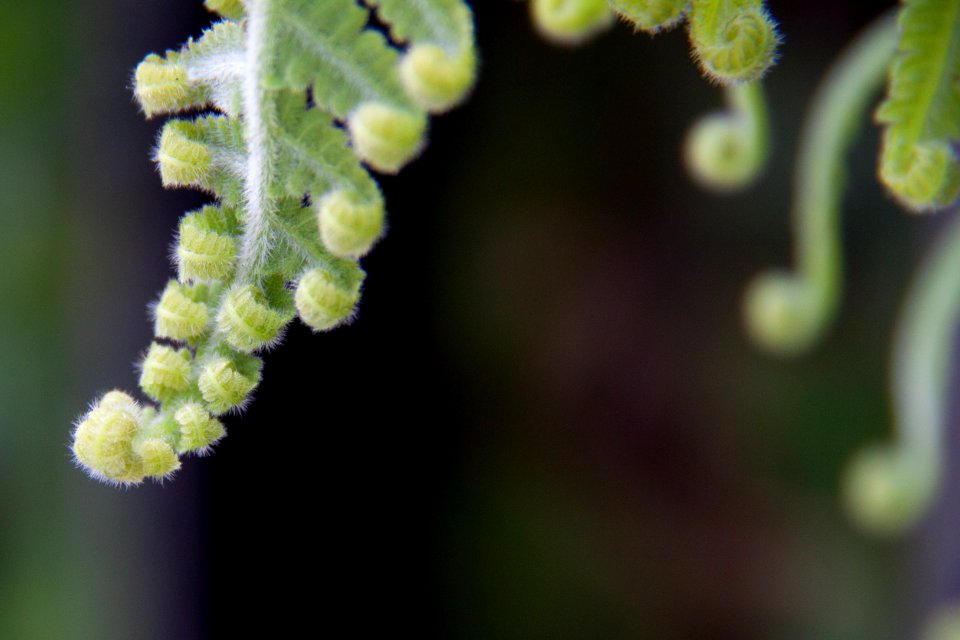 Ferns