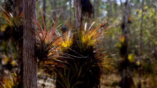Cardinal Airplants