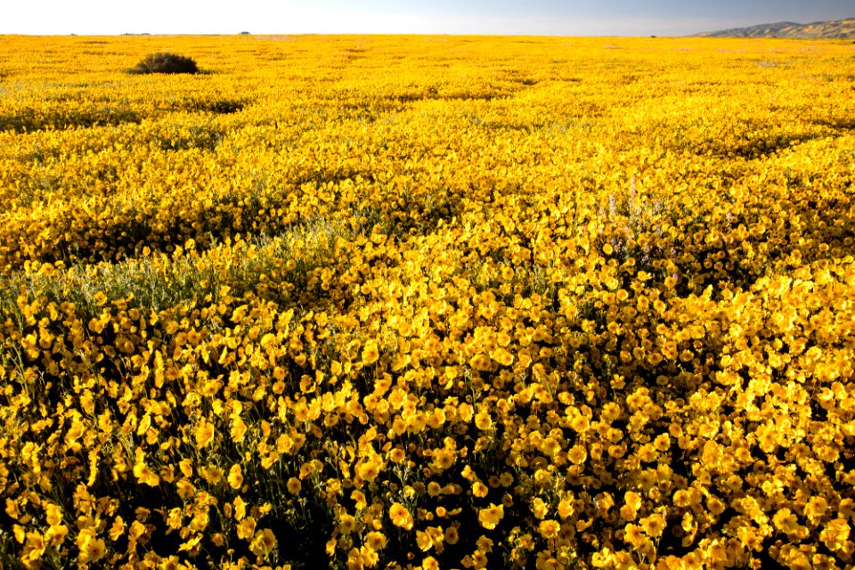 Super Bloom 2017 at Carrizo Plain National Monument