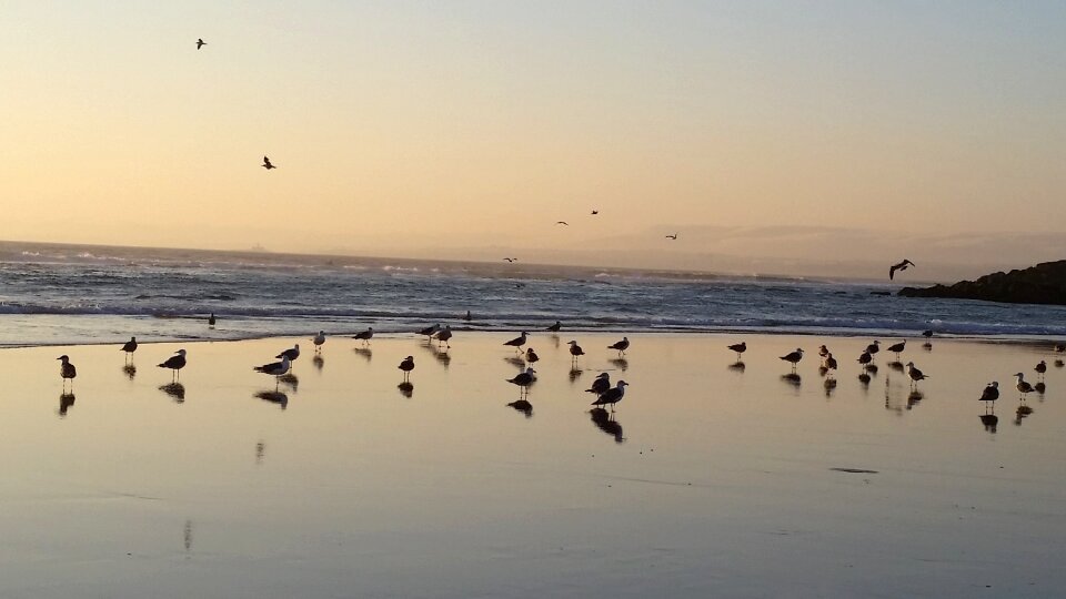 Sunset seaside birds photo