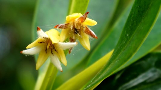 Red Mangrove flowers