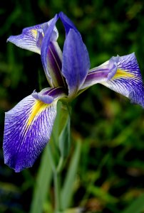 Blue Flag Iris photo