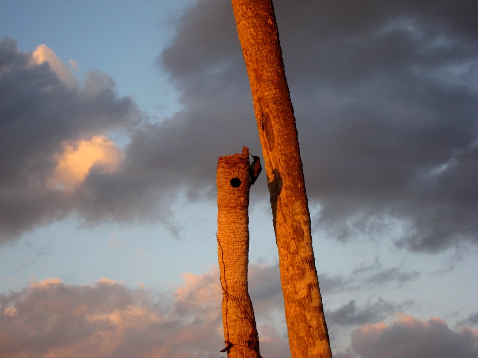 Sabal Palm and woodpecker