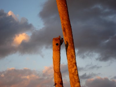 Sabal Palm and woodpecker
