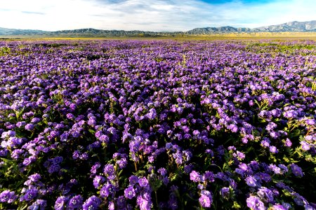 April 2019 Wildflowers at Carrizo Plain National Monument