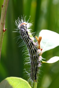 Caterpillar photo